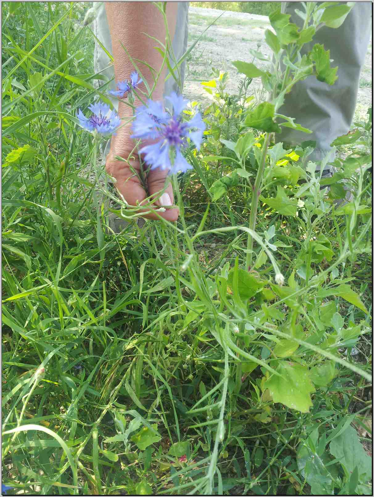 Centaurea cyanus (=Cyanus segetum)