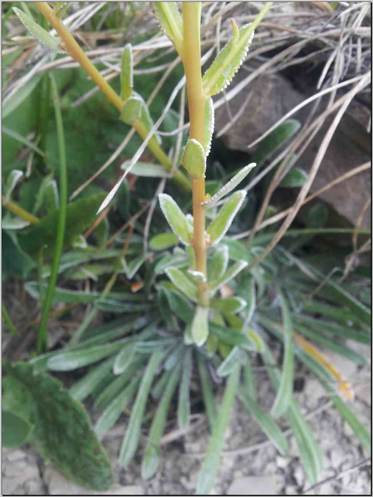 Saxifraga callosa