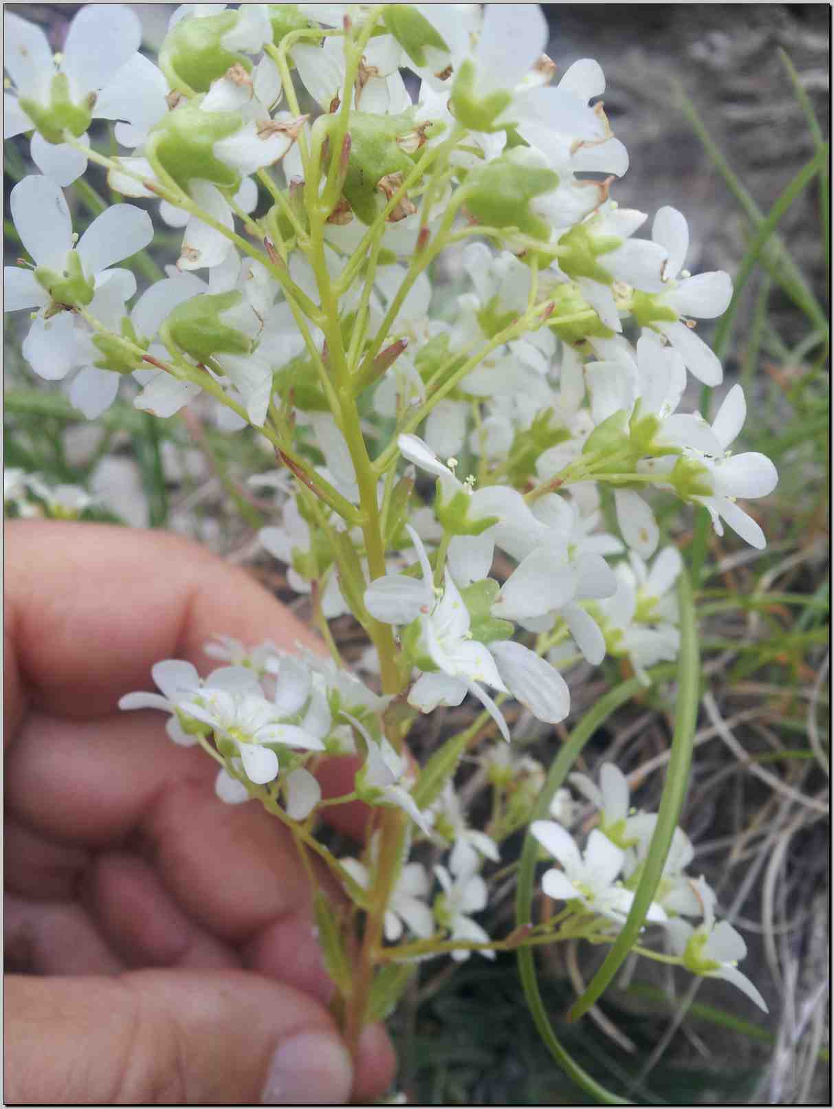 Saxifraga callosa