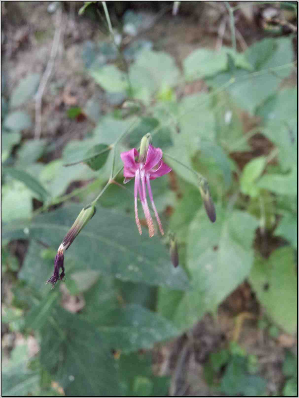 Prenanthes purpurea