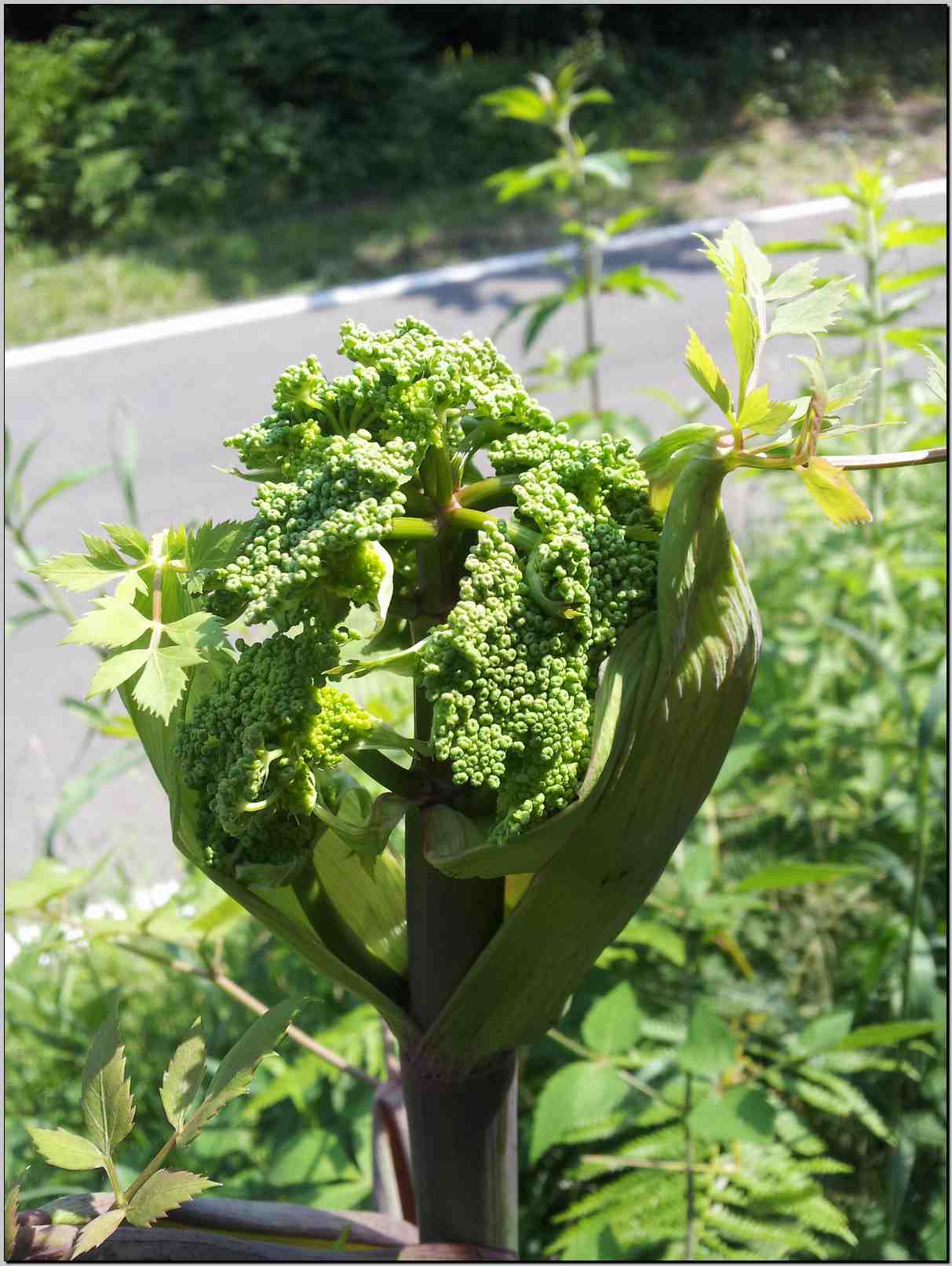 Angelica sylvestris