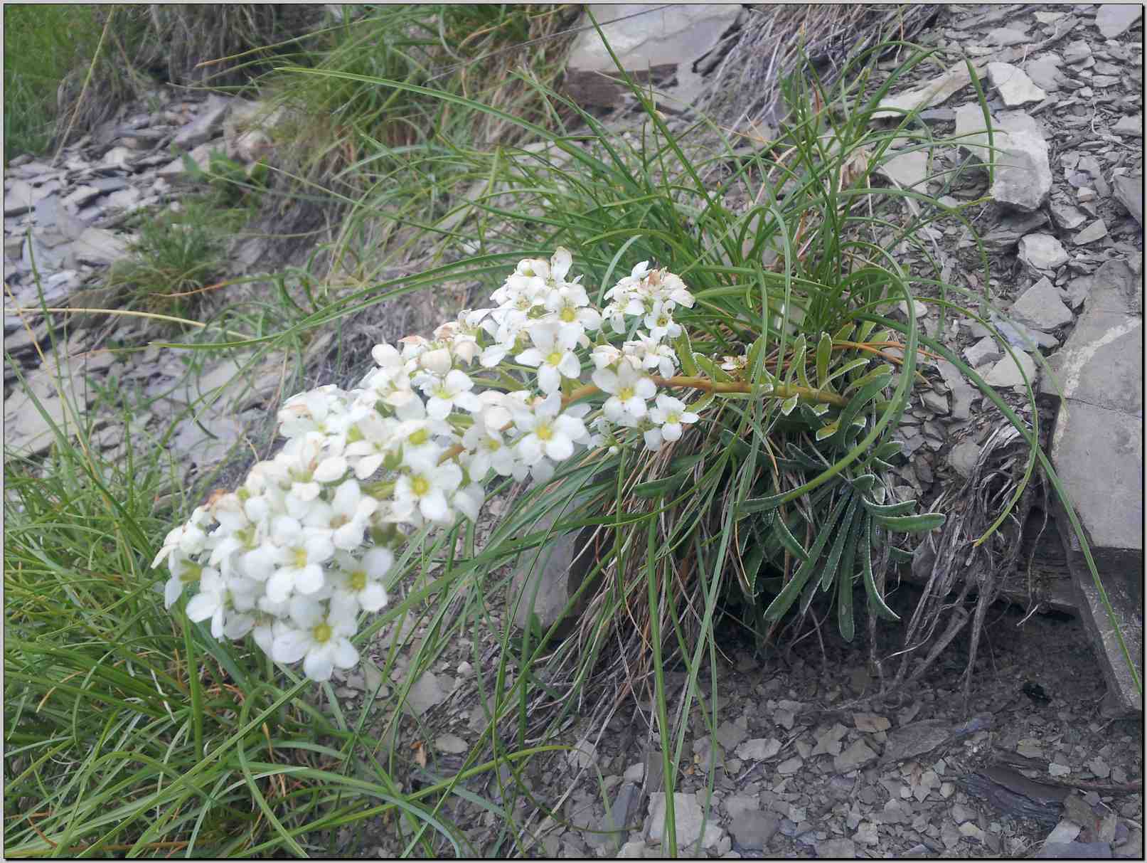 Saxifraga callosa