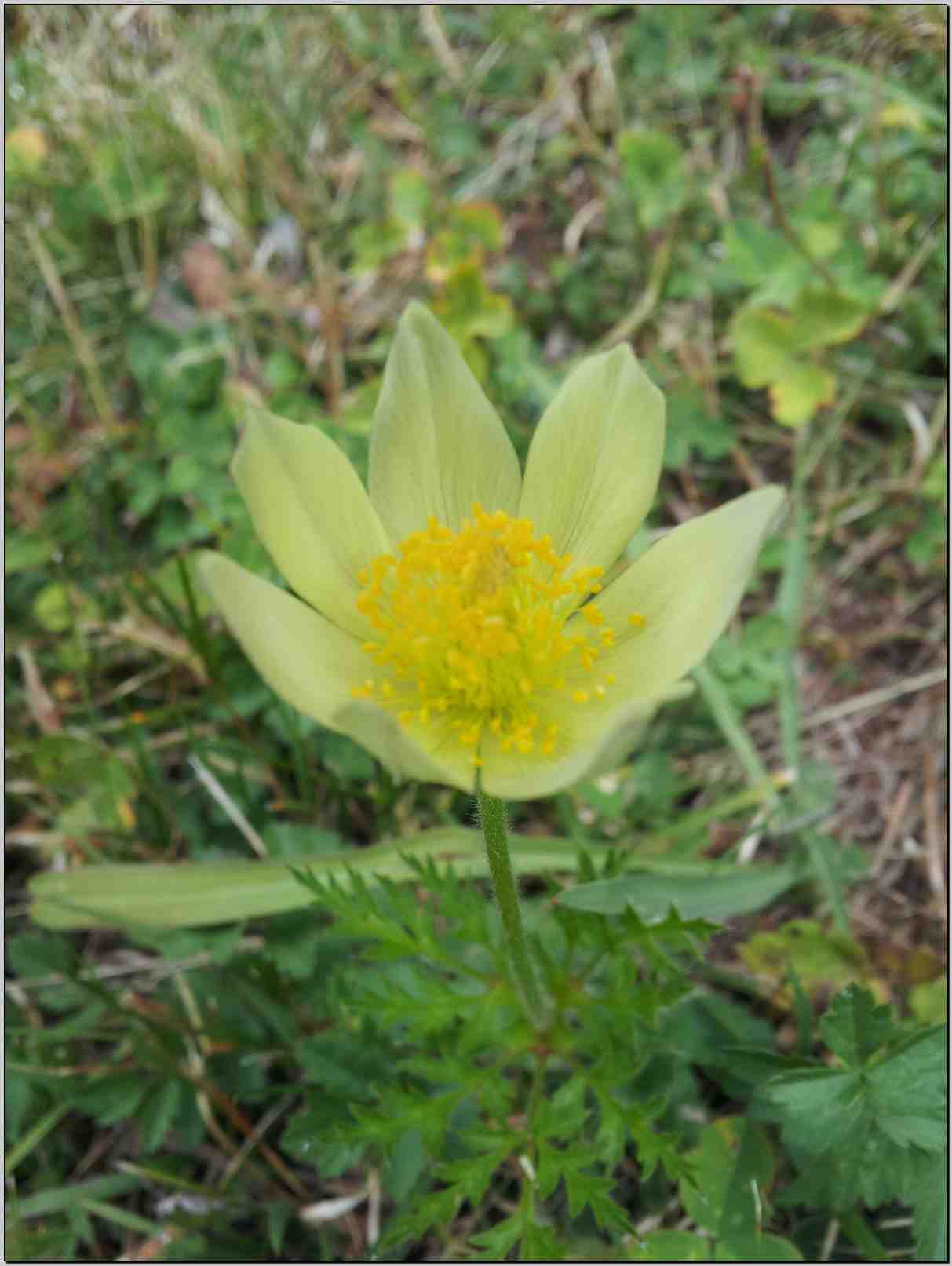 Pulsatilla alpina s.l.