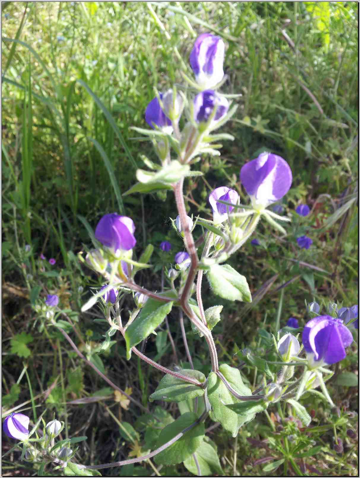 Legousia speculum-veneris