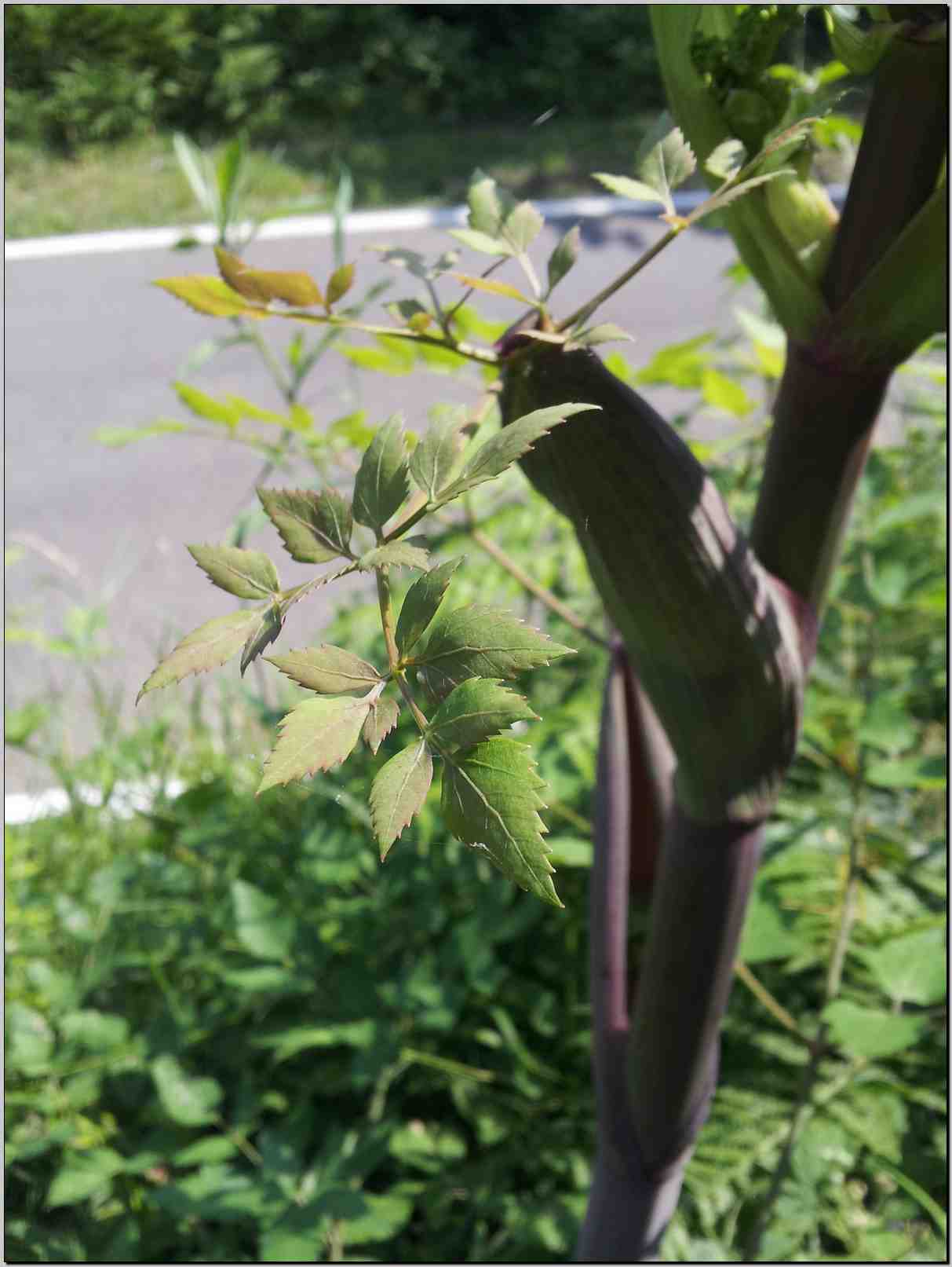 Angelica sylvestris