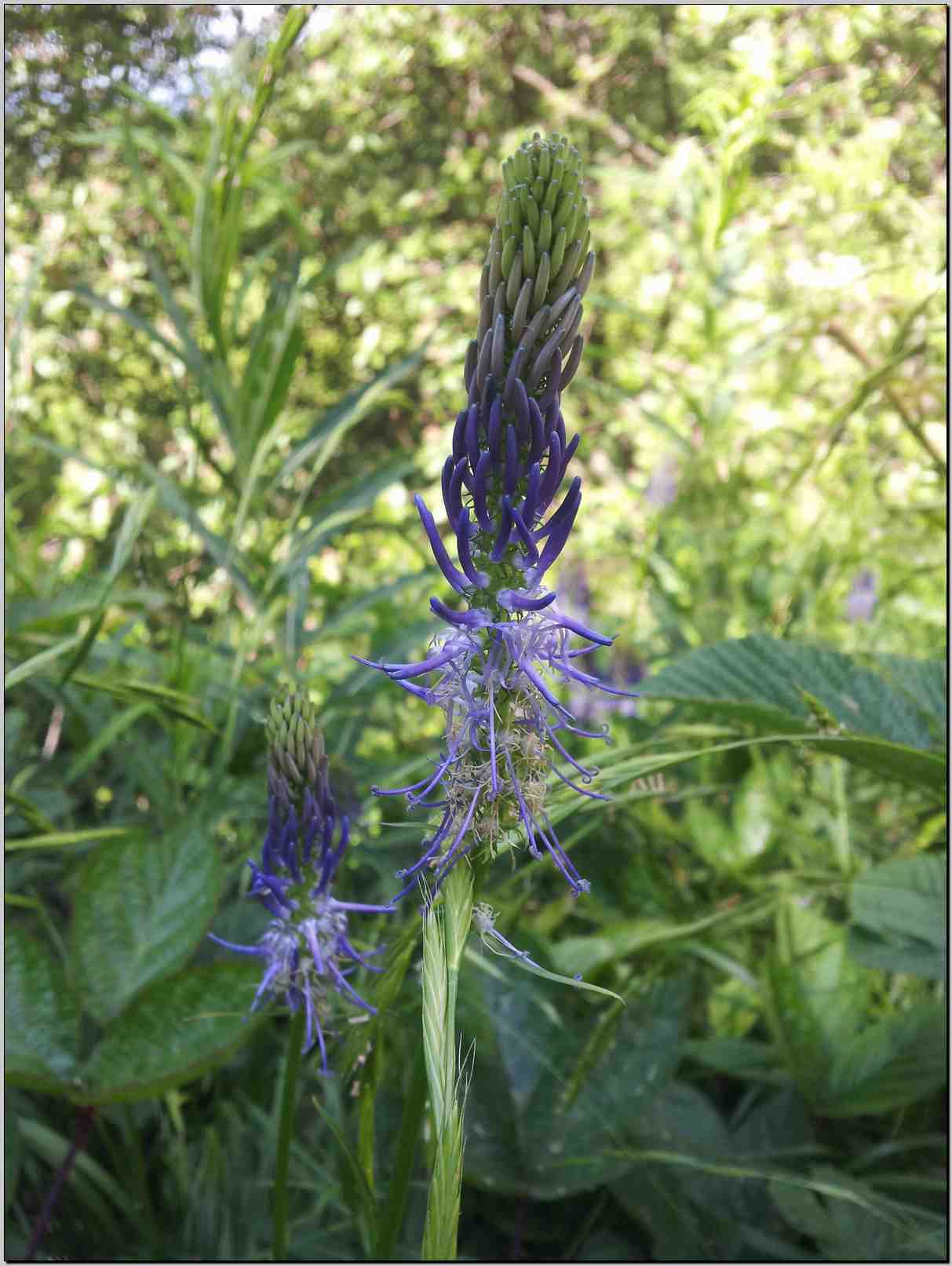 Phyteuma scorzonerifolium / Raponzolo a foglie di scorzonera