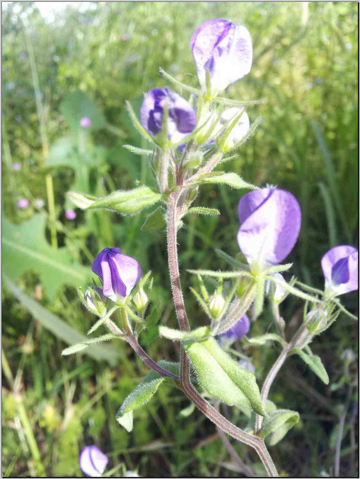 Legousia speculum-veneris