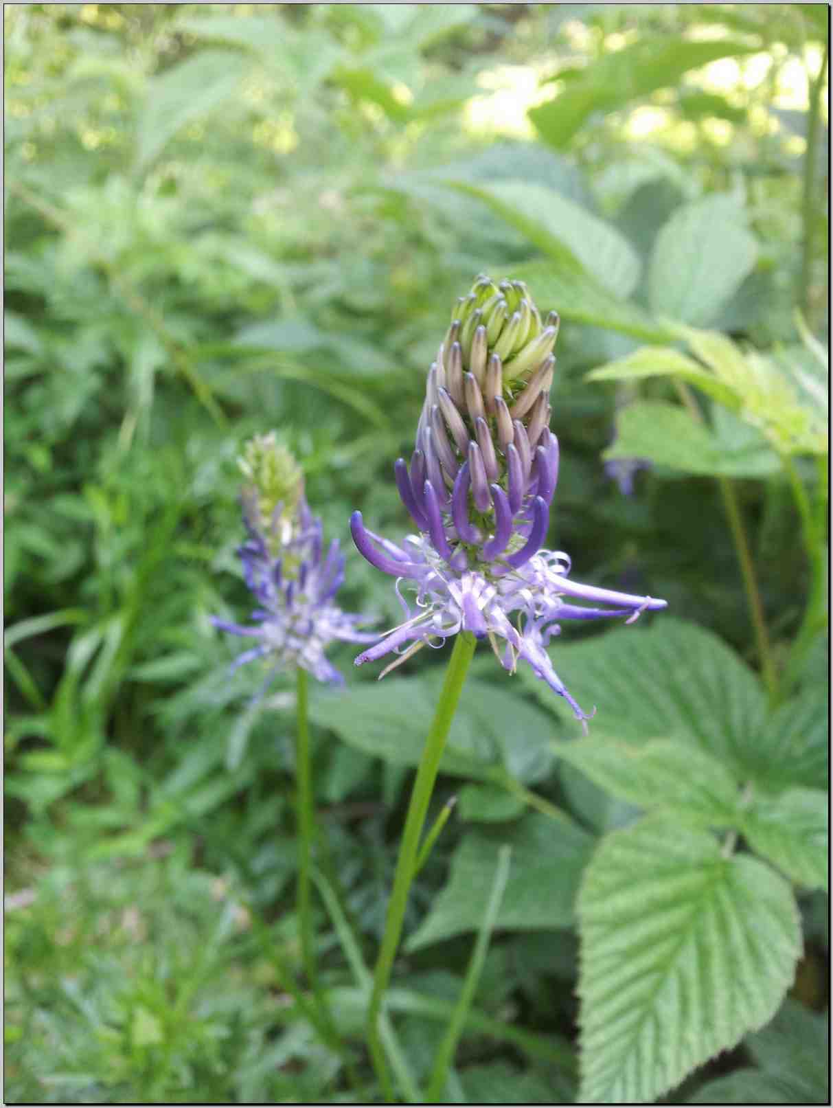 Phyteuma scorzonerifolium / Raponzolo a foglie di scorzonera