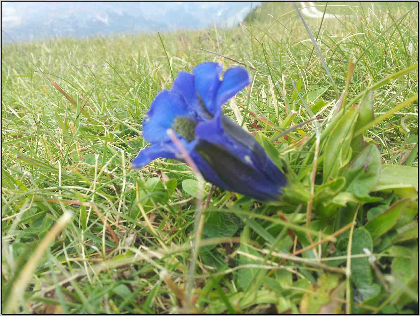 Gentiana acaulis