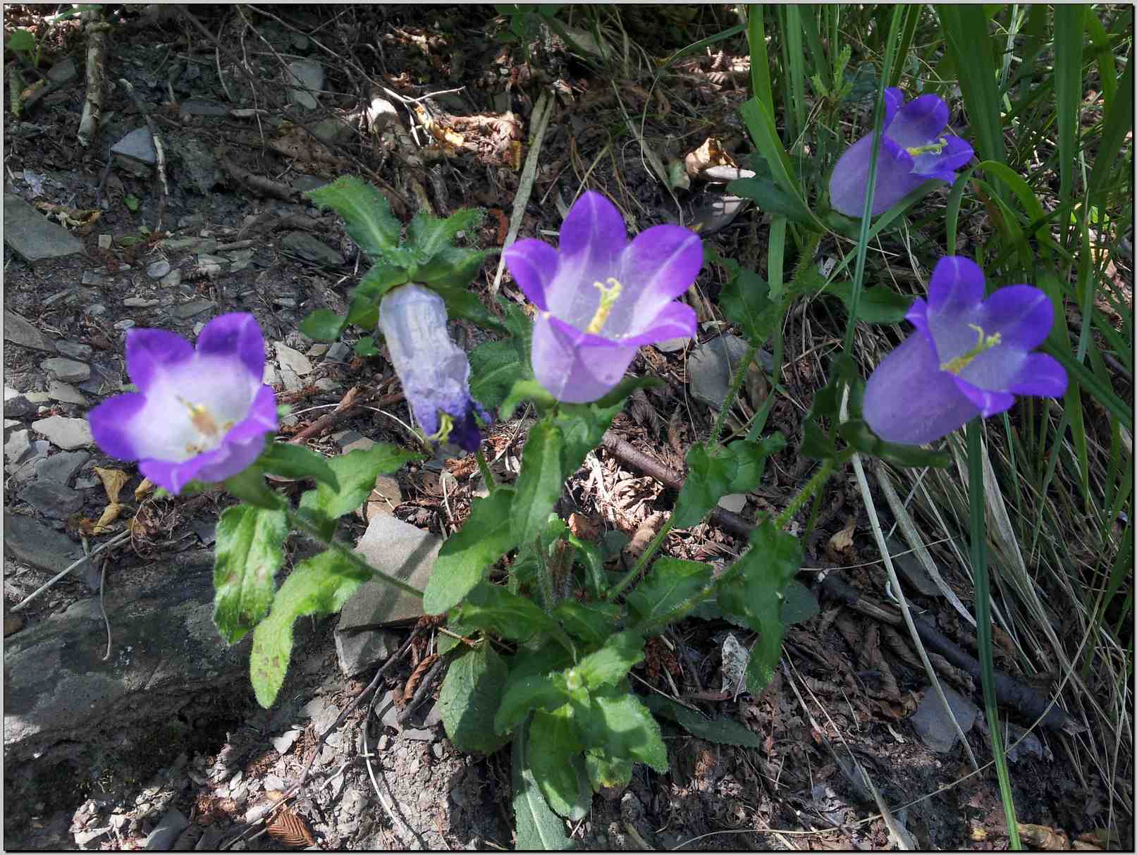 Campanula medium