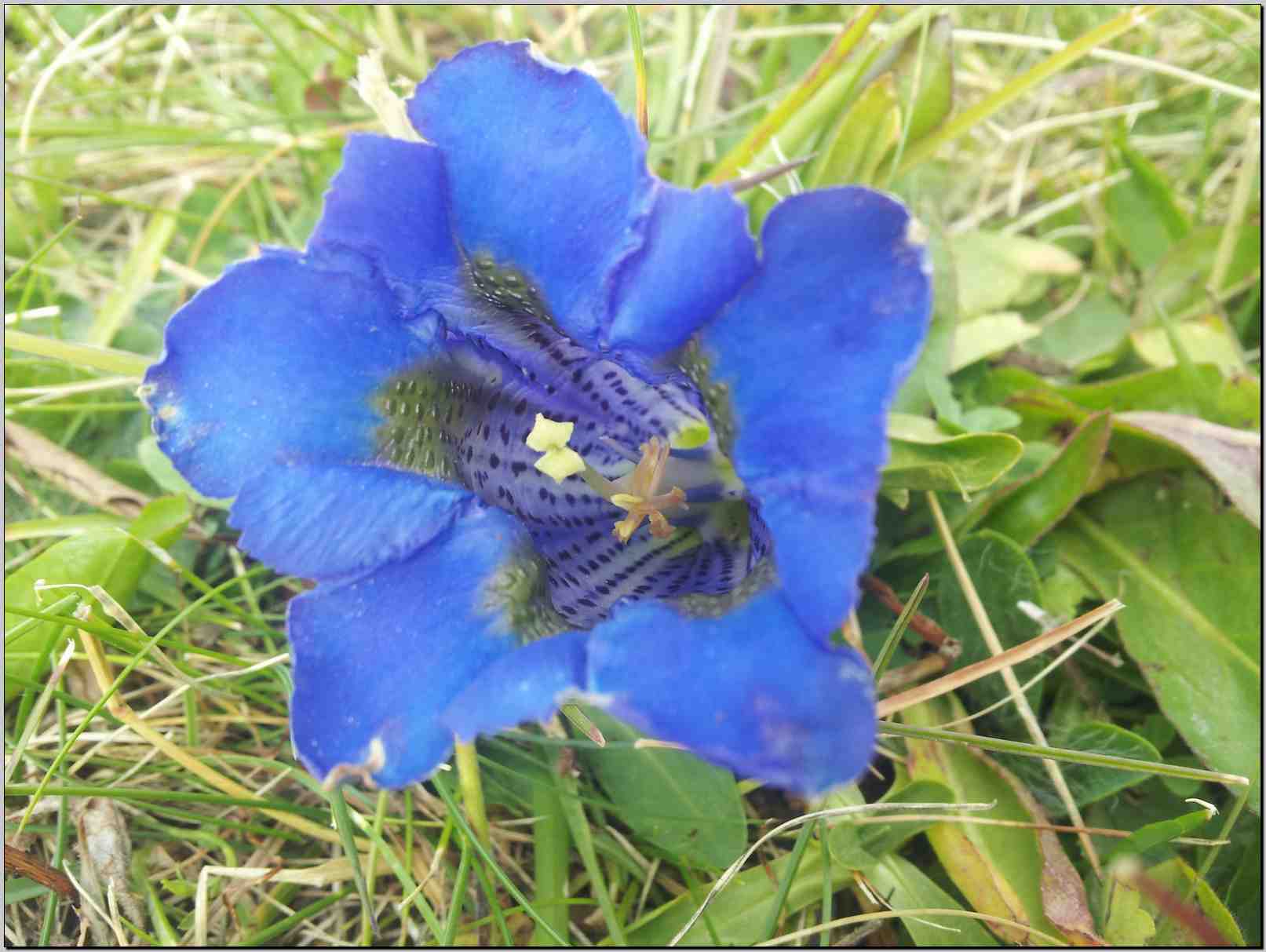 Gentiana acaulis