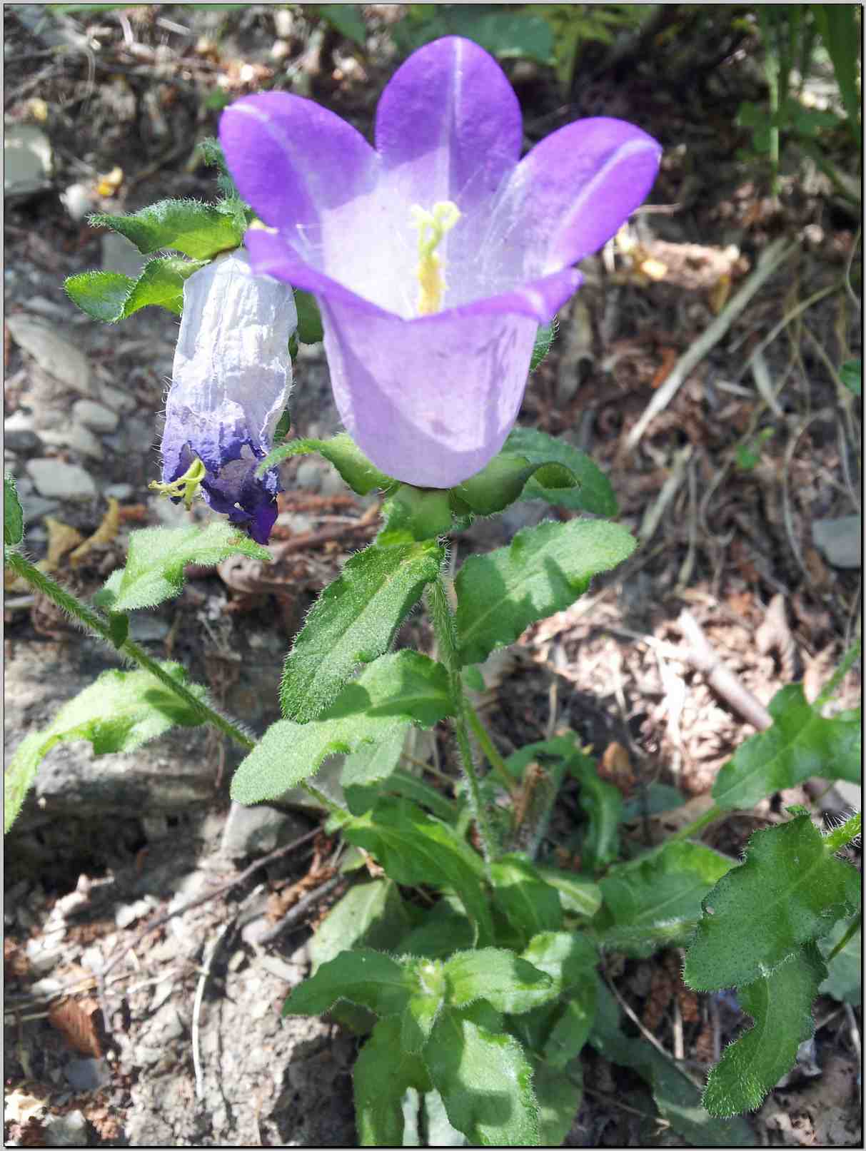 Campanula medium