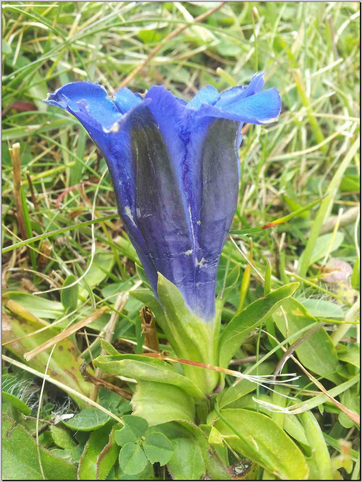 Gentiana acaulis