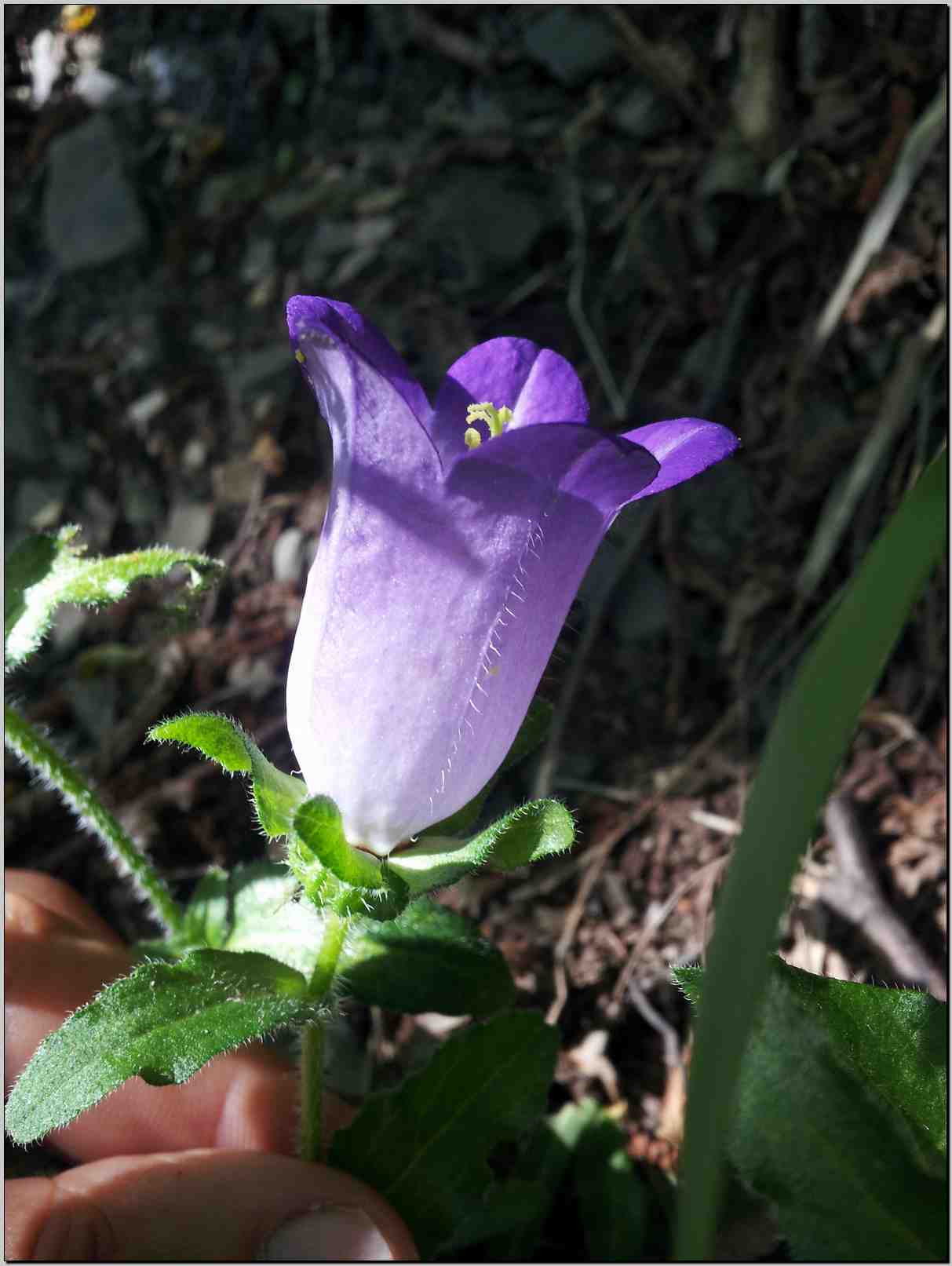 Campanula medium