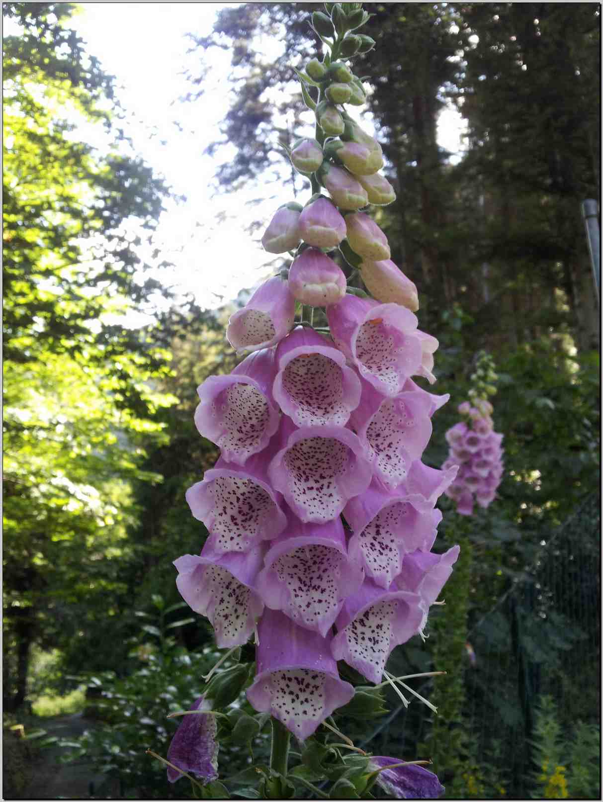 Digitalis purpurea / Digitale rossa