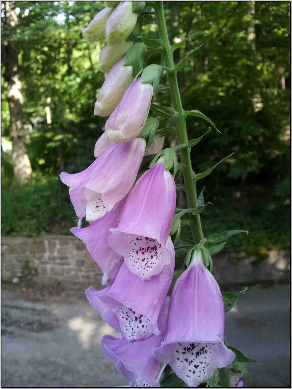 Digitalis purpurea / Digitale rossa