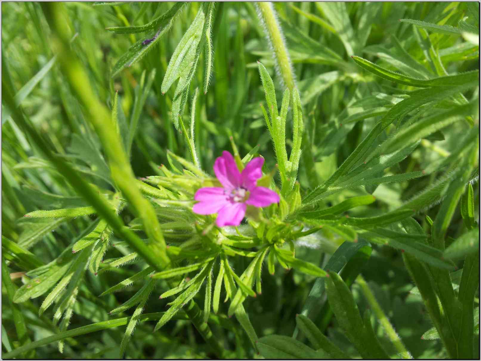 Geranium dissectum