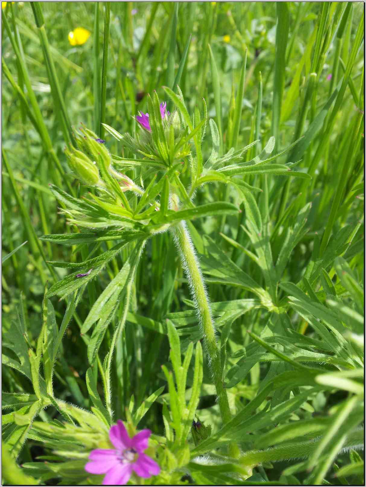 Geranium dissectum