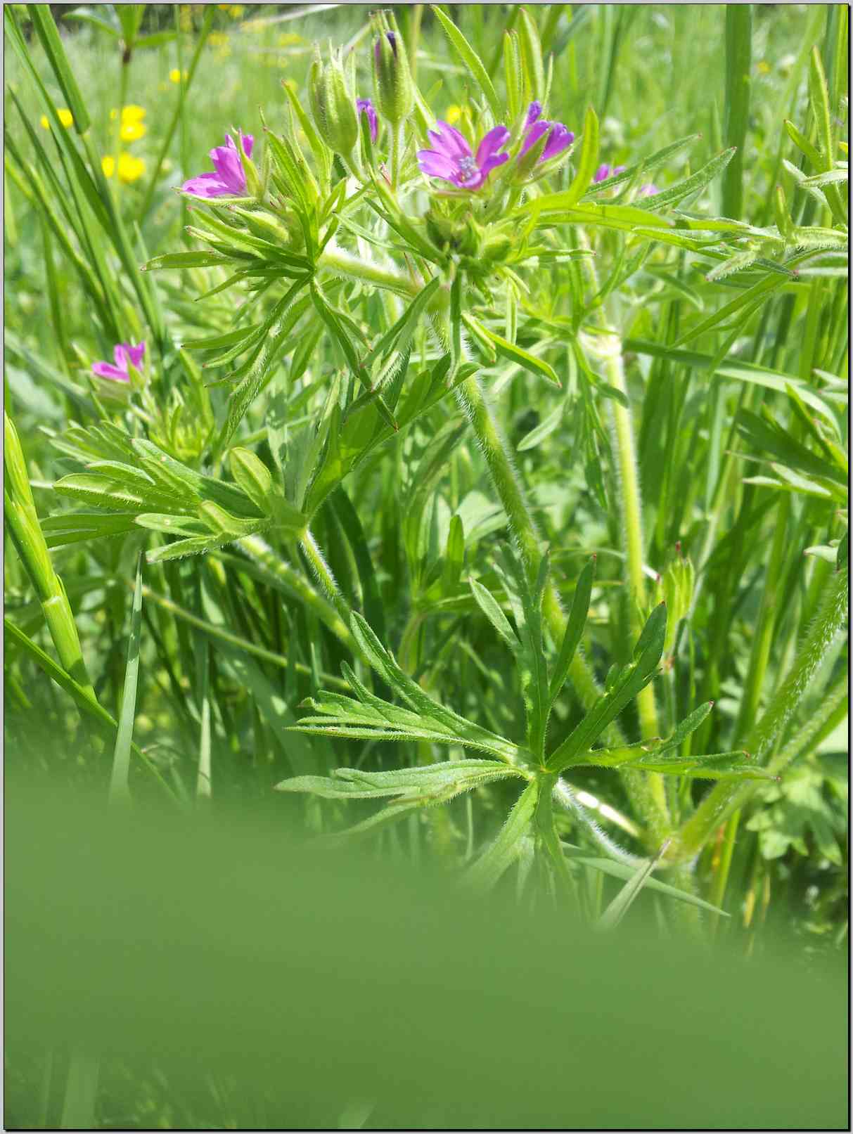 Geranium dissectum