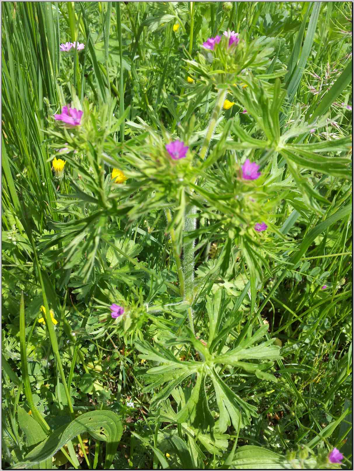 Geranium dissectum