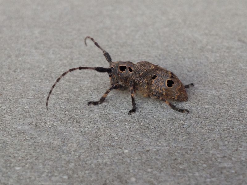 Mesosa curculionoides, femmina  (Cerambycidae)