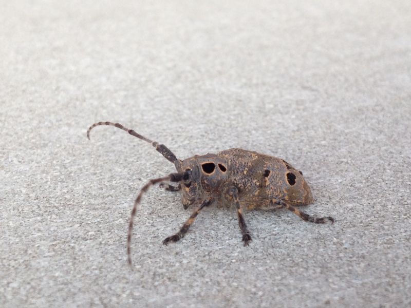 Mesosa curculionoides, femmina  (Cerambycidae)