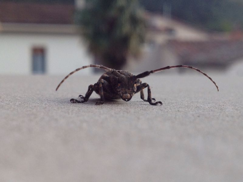 Mesosa curculionoides, femmina  (Cerambycidae)