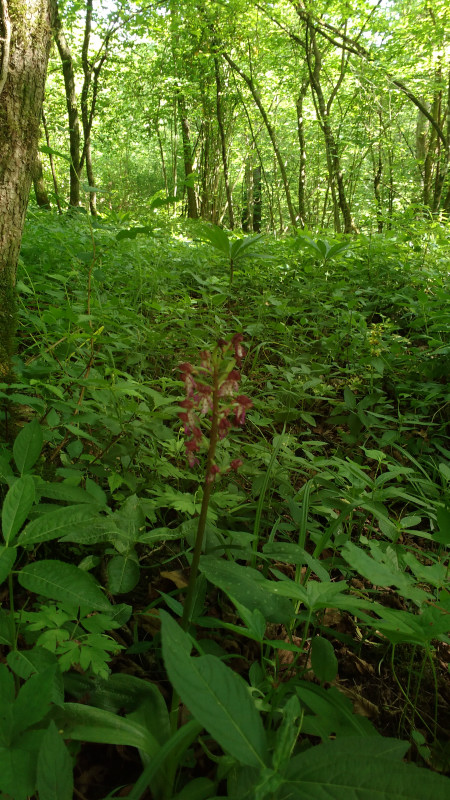 Orchis purpurea in ambiente boschivo