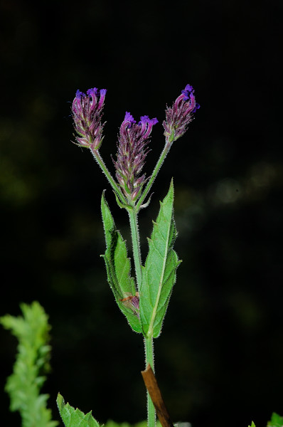 Verbena cfr. rigida (Lamiales - Verbenaceae)