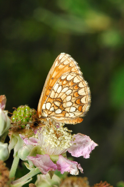 Melitaea aurelia