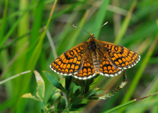 Melitaea aurelia