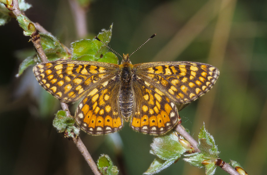 Euphydryas  provincialis / aurinia