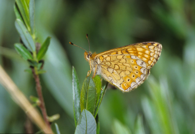 Euphydryas  provincialis / aurinia