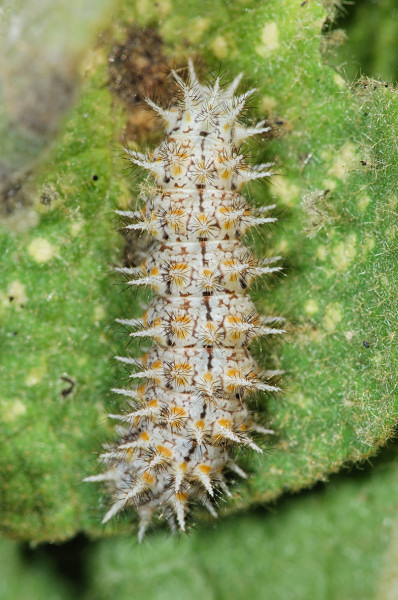 Bruco di Melitaea da id