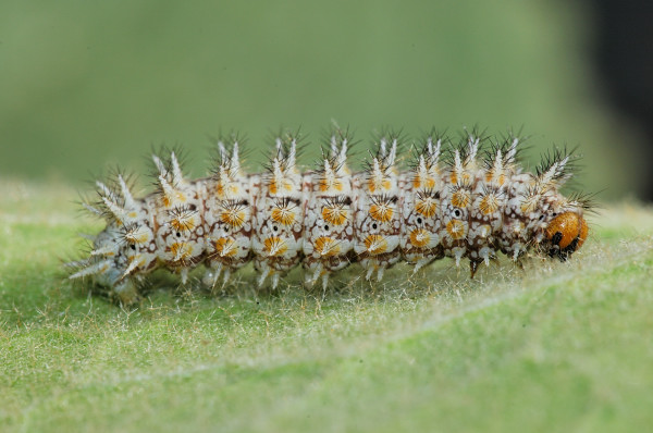 Bruco di Melitaea da id