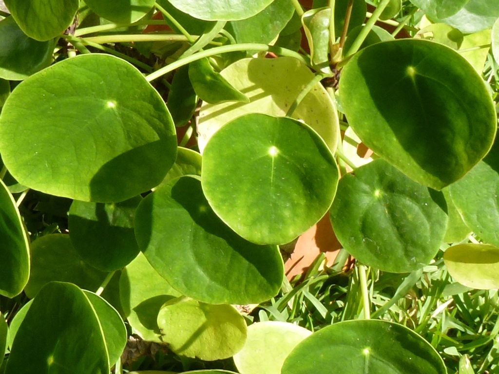 Pilea peperomioides