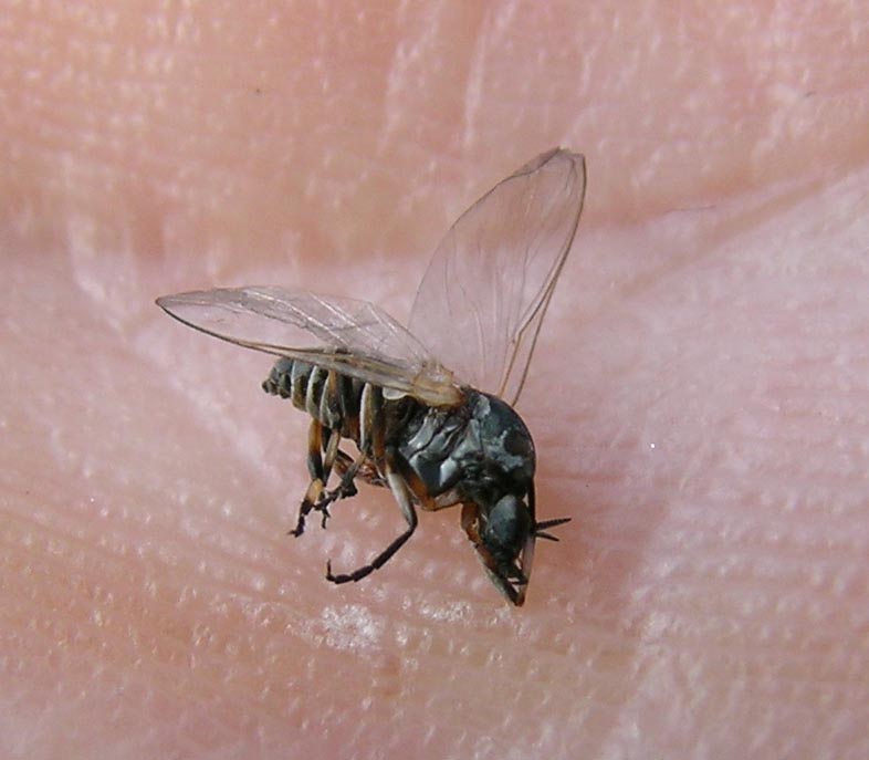 Simuliidae: Simulium sp., m.& f.