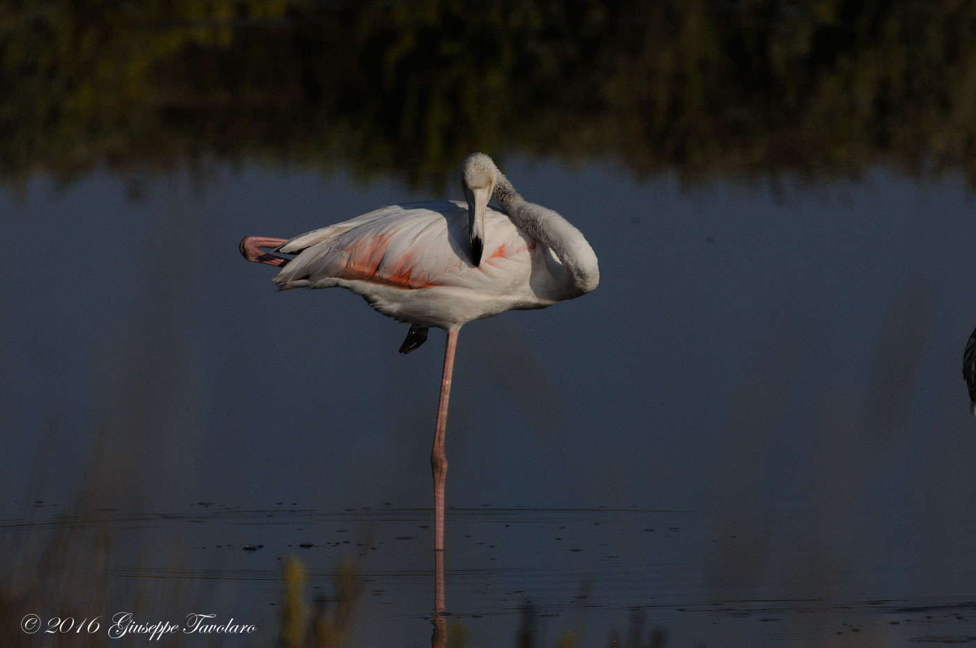 Fenicotteri (Phoenicopterus ruber)