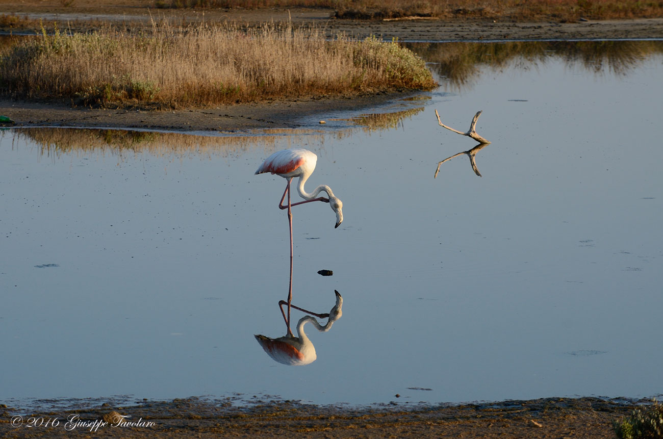 Fenicotteri (Phoenicopterus ruber)