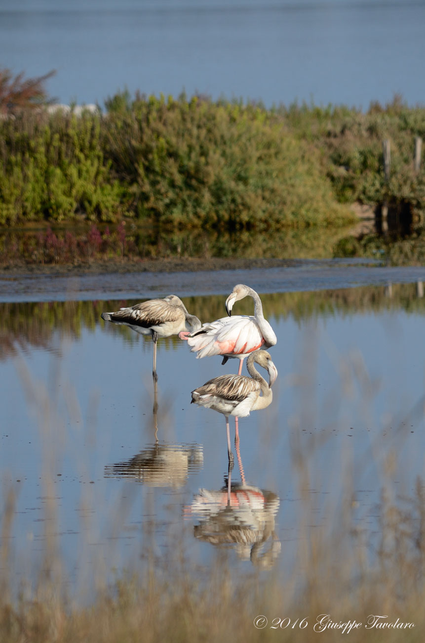 Fenicotteri (Phoenicopterus ruber)