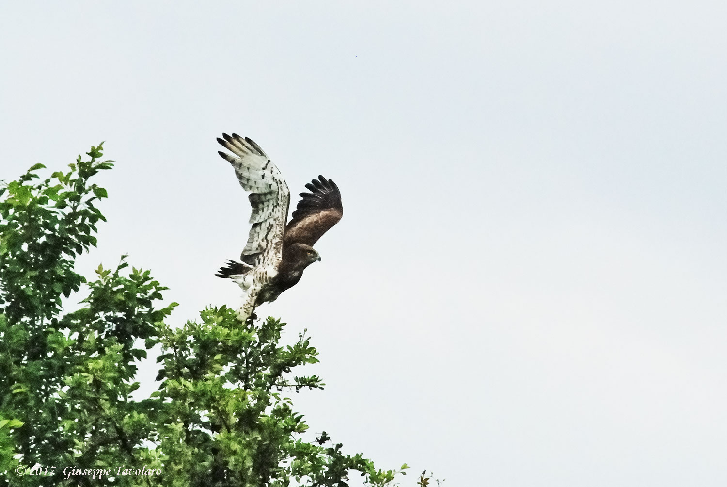 Biancone (Circaetus gallicus) al decollo