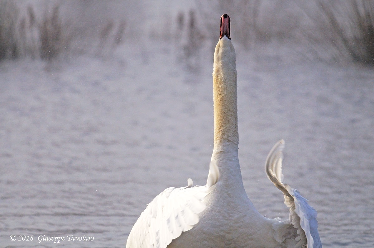 Le posizioni del Cigno (Cygnus olor)