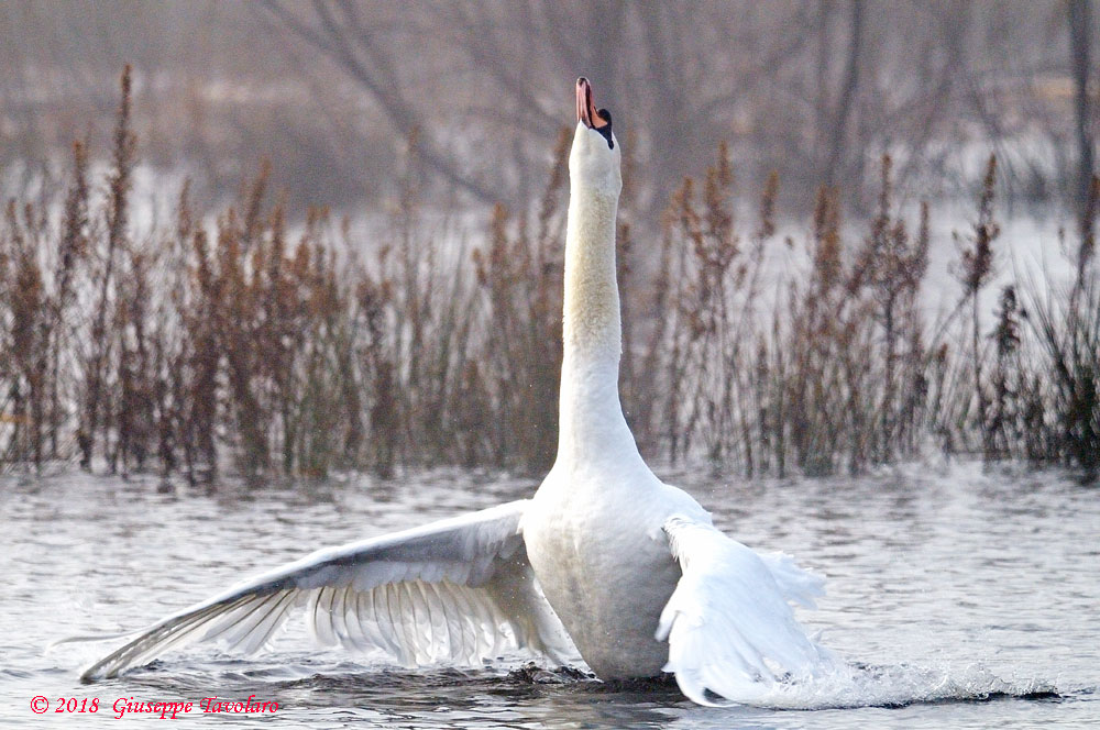 Le posizioni del Cigno (Cygnus olor)