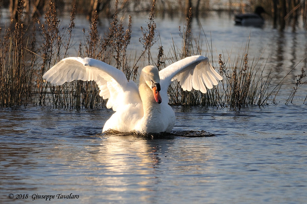 Le posizioni del Cigno (Cygnus olor)