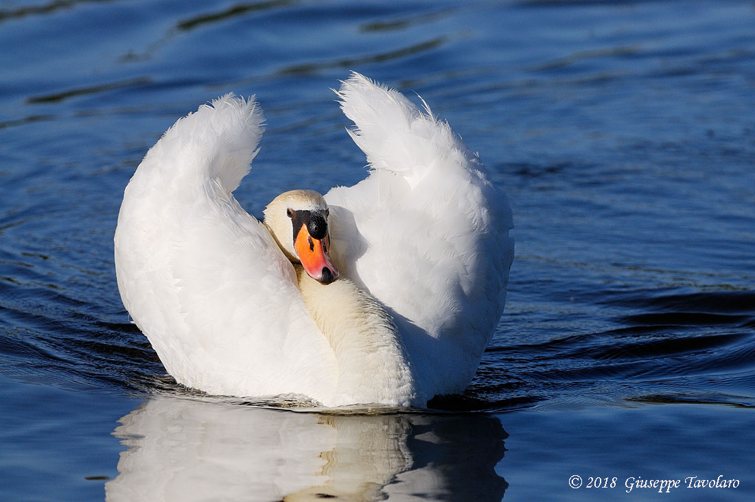 Le posizioni del Cigno (Cygnus olor)