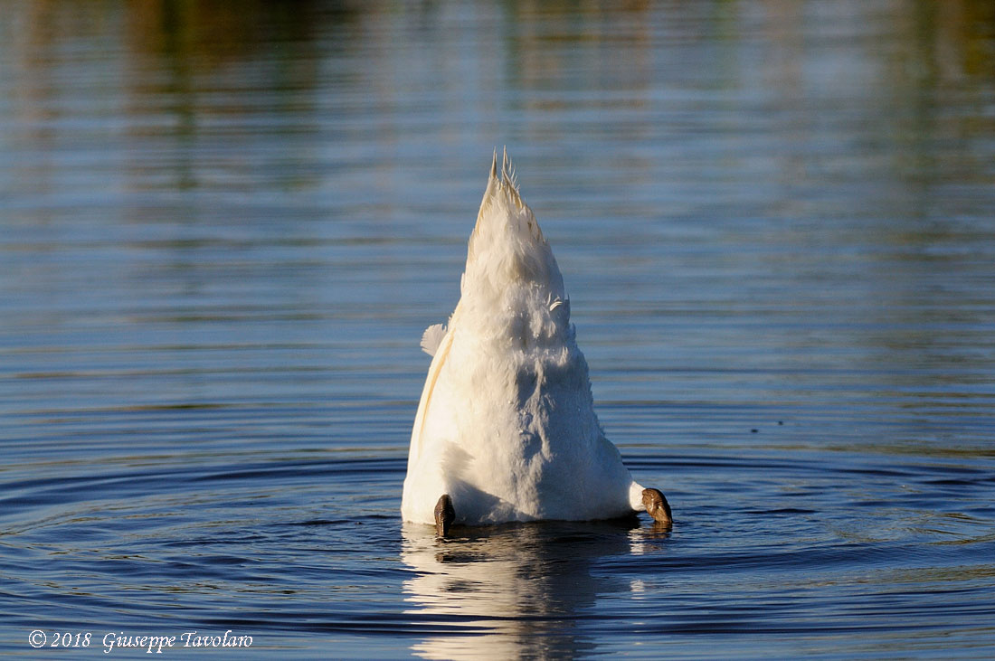 Le posizioni del Cigno (Cygnus olor)