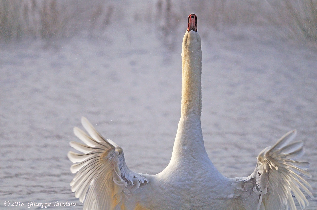 Le posizioni del Cigno (Cygnus olor)