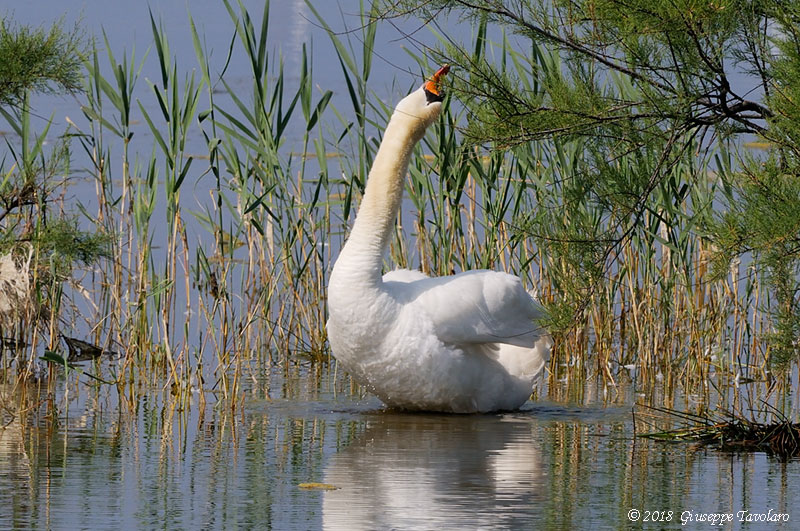 Le posizioni del Cigno (Cygnus olor)