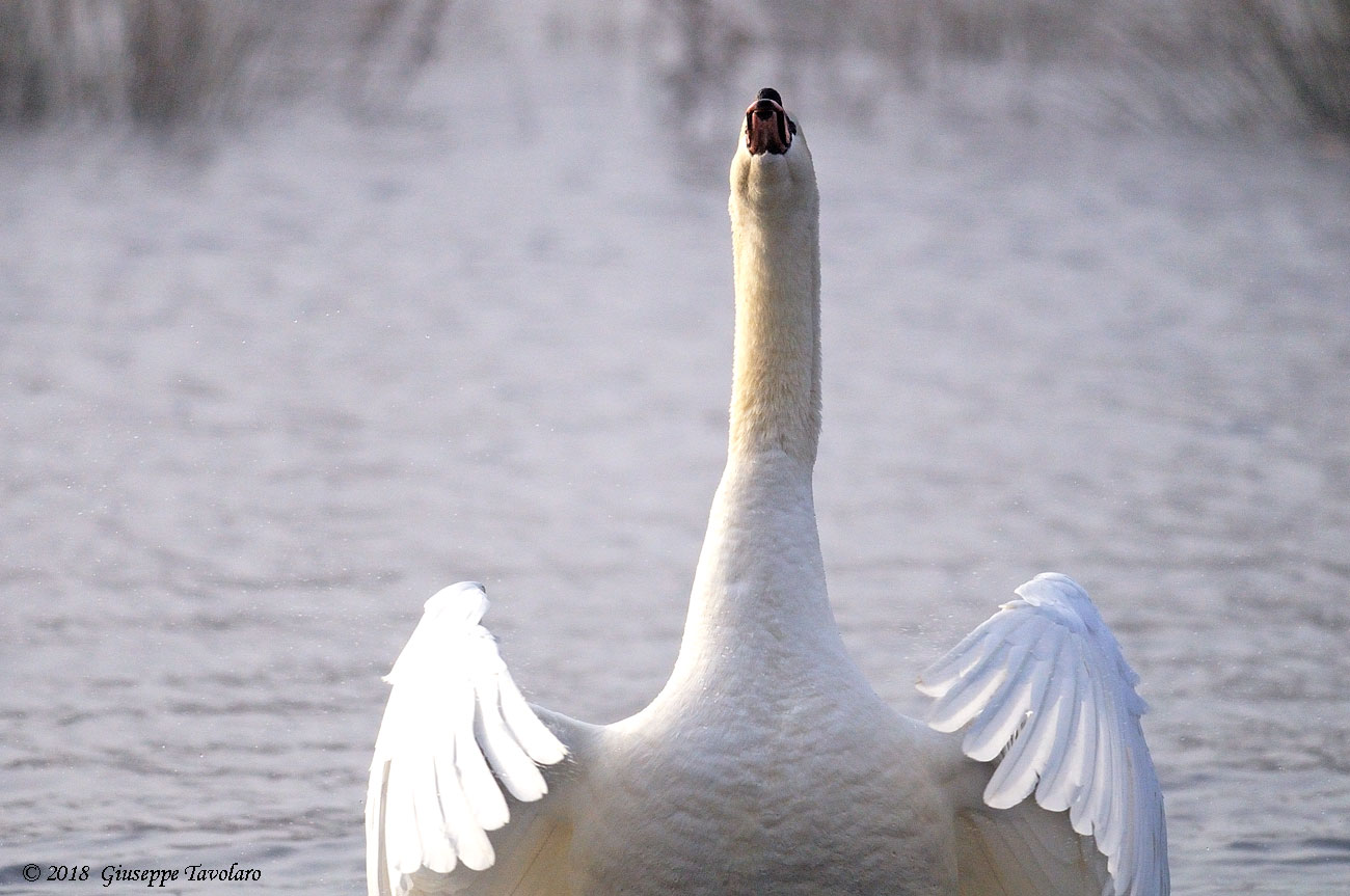 Le posizioni del Cigno (Cygnus olor)