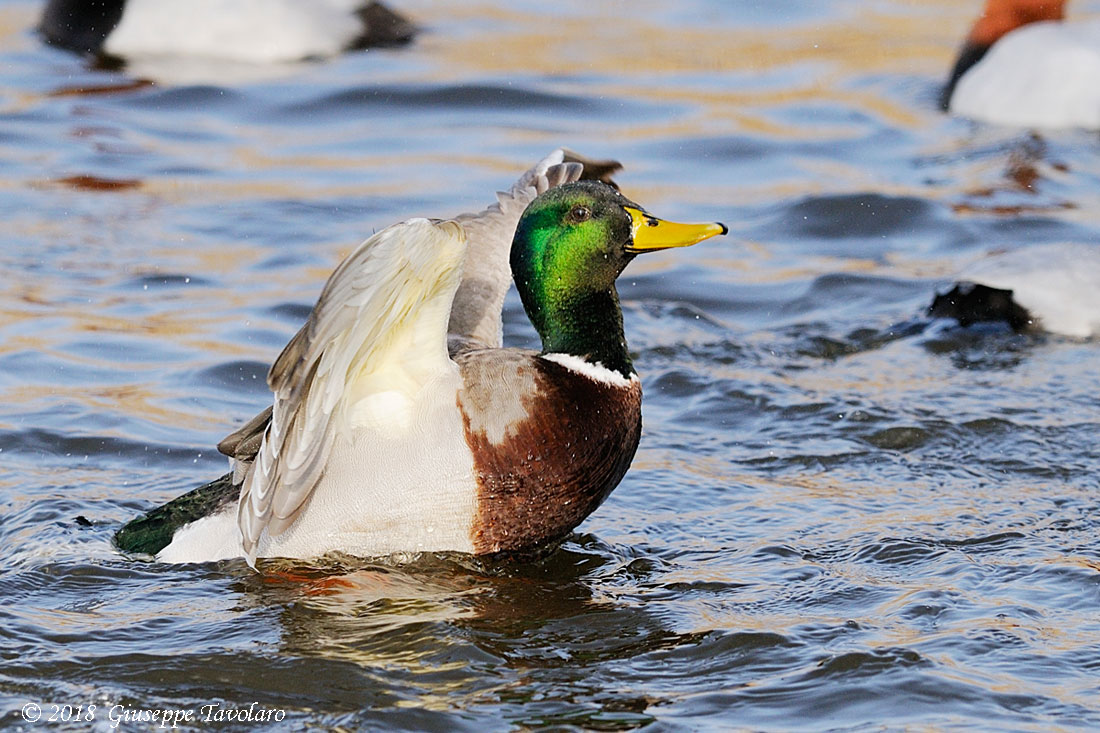 Germano reale (Anas Platyrhynchos)